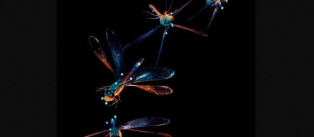 效仿蜻蜓的自动翻转 科学家找到提升无人机安全方法