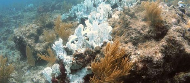 第六次大灭绝要来了？珊瑚显示出上次生物大灭绝事件的特征