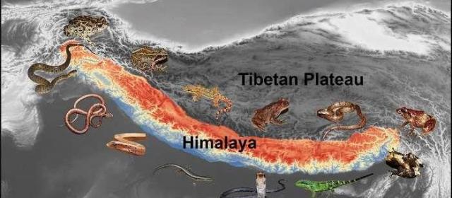 现生两栖爬行动物区系演化历史揭示喜马拉雅山脉隆升过程