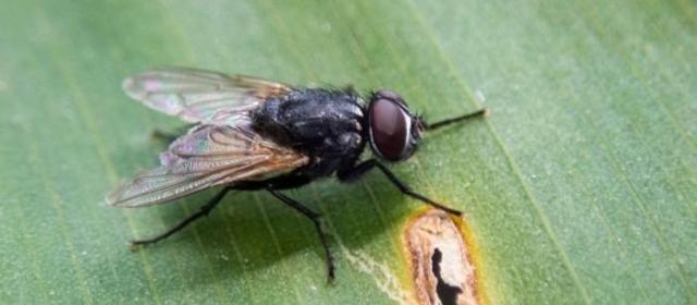 苍蝇为什么那么难拍到？科学家解释背后原因