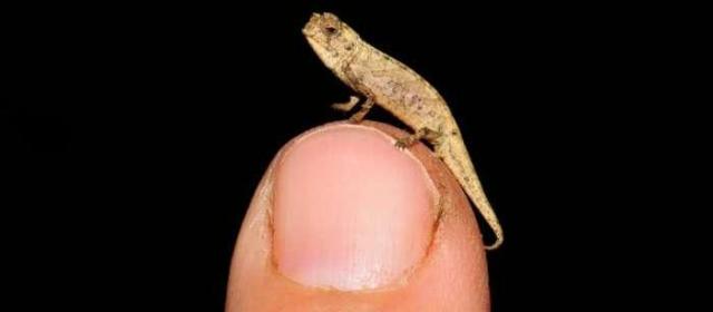 世界上已知最小的爬行动物是新发现的“纳米变色龙”