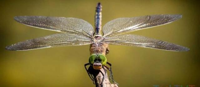 研究发现蜻蜓会用后空翻来纠正自己失去平衡的状态