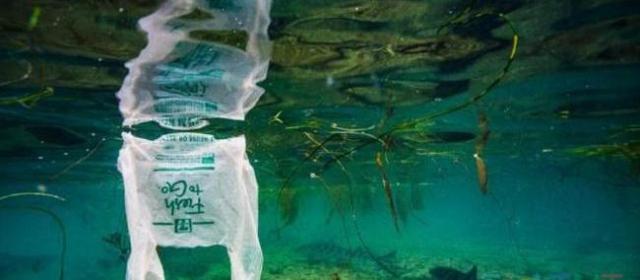 海洋生物正大量摄入微塑料，对我们有何影响？