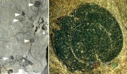 北美首次发现侏罗纪被子植物果实化石