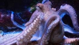 新科学论文称章鱼等头足类动物可能起源于外太空
